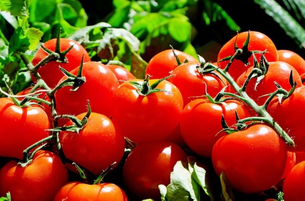 CHERRY TOMATO
