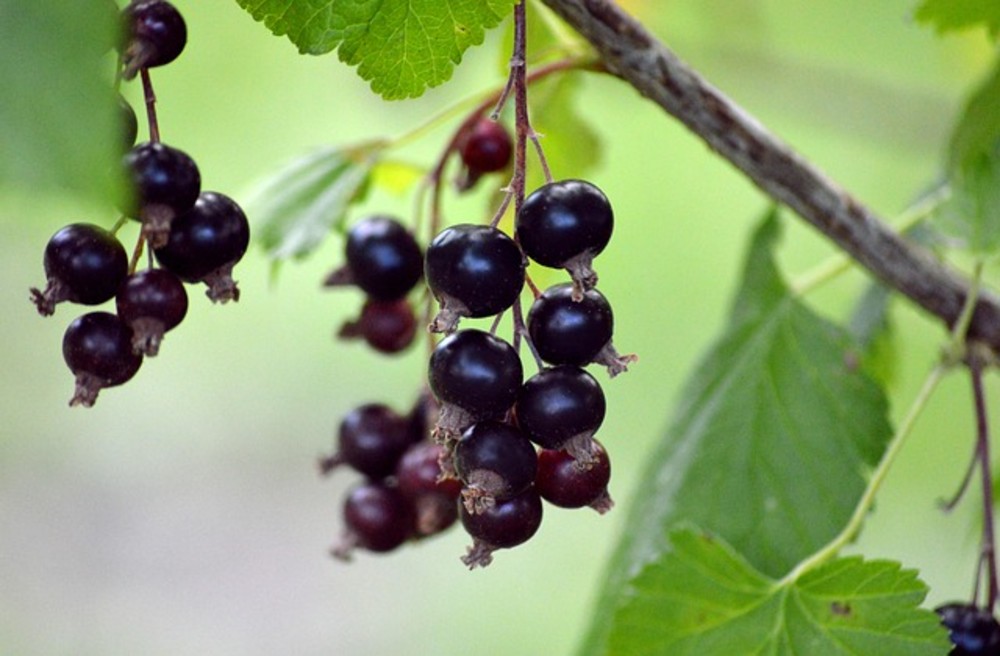 Black goji berry 100 gr - AC