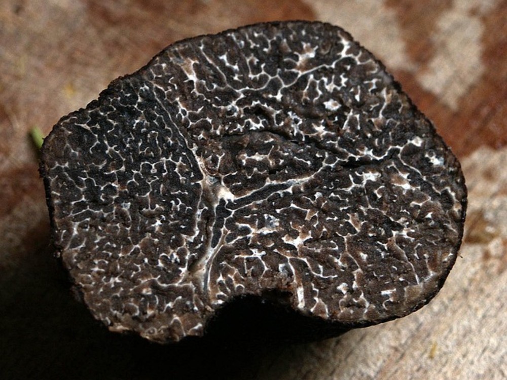 Truffle Margarita
