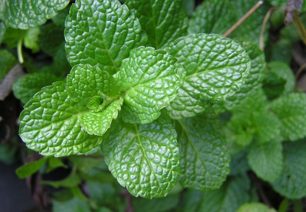 Mint 