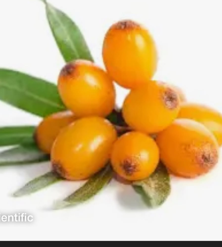 sea ​​​​buckthorn