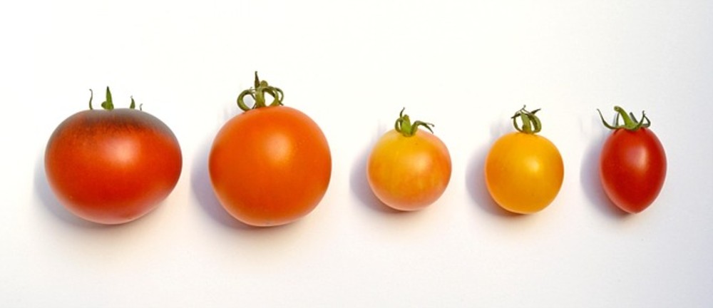 Tomatos 50 gr