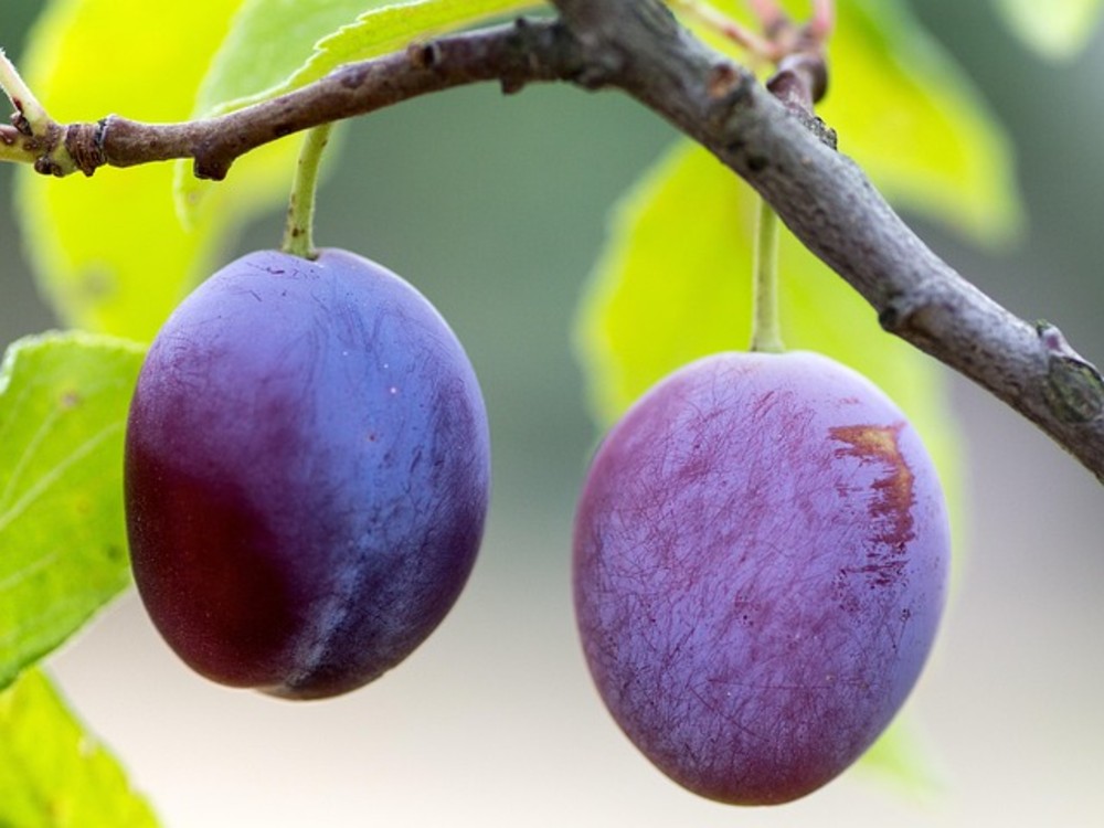Plum Pie 