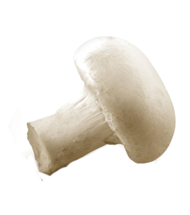 Дод Гриби