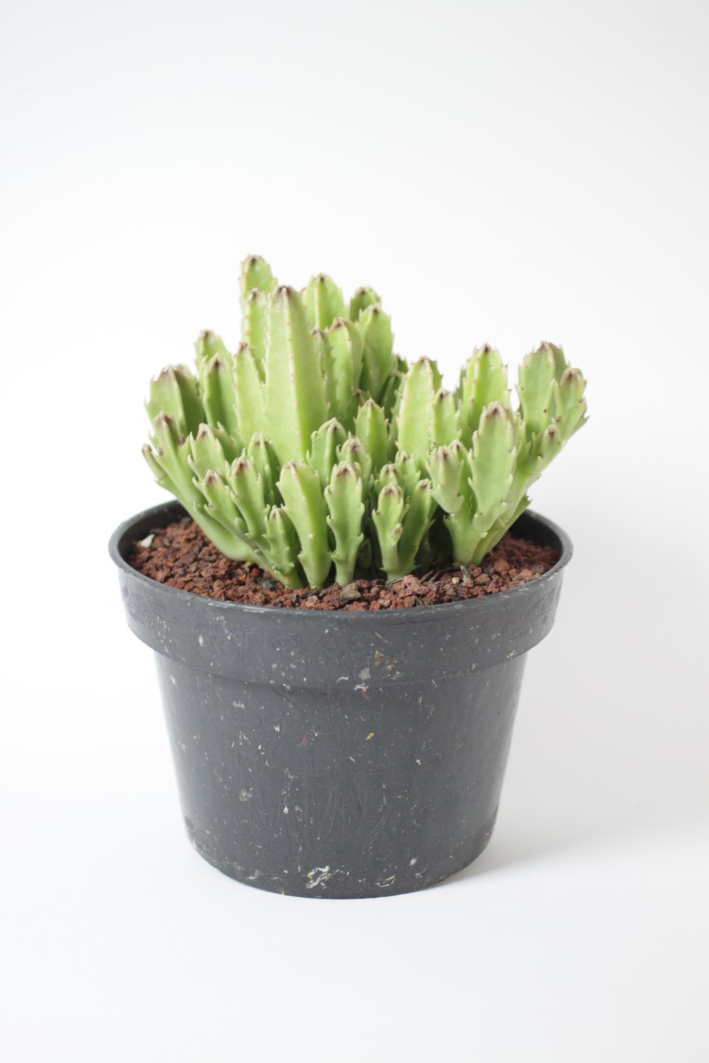 Planta 80