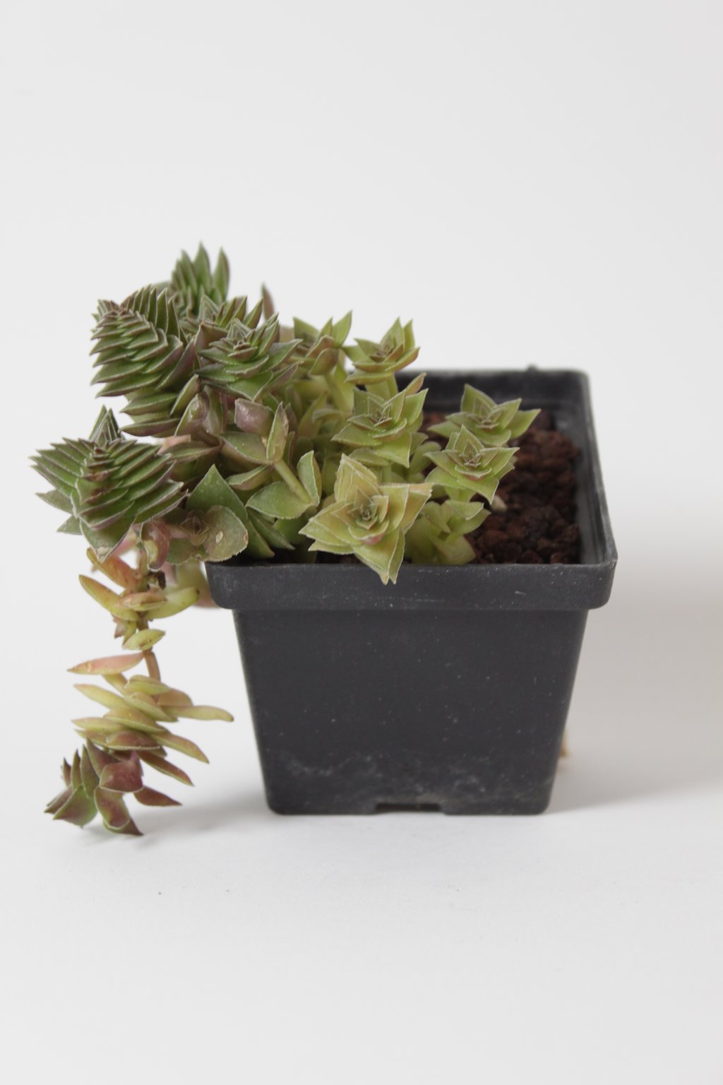 Planta 30