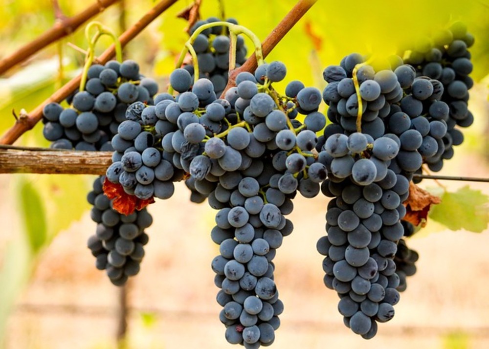 Vino LAZO Tinto (Syrah)