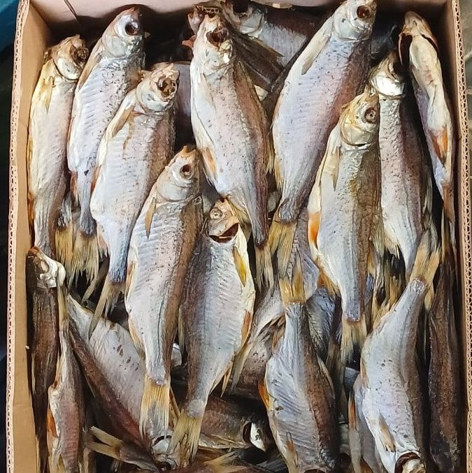 Плотва чищена з ікрою (Женя, Стас, Луковс, Нікополь,Лисенко,Fishmonder)