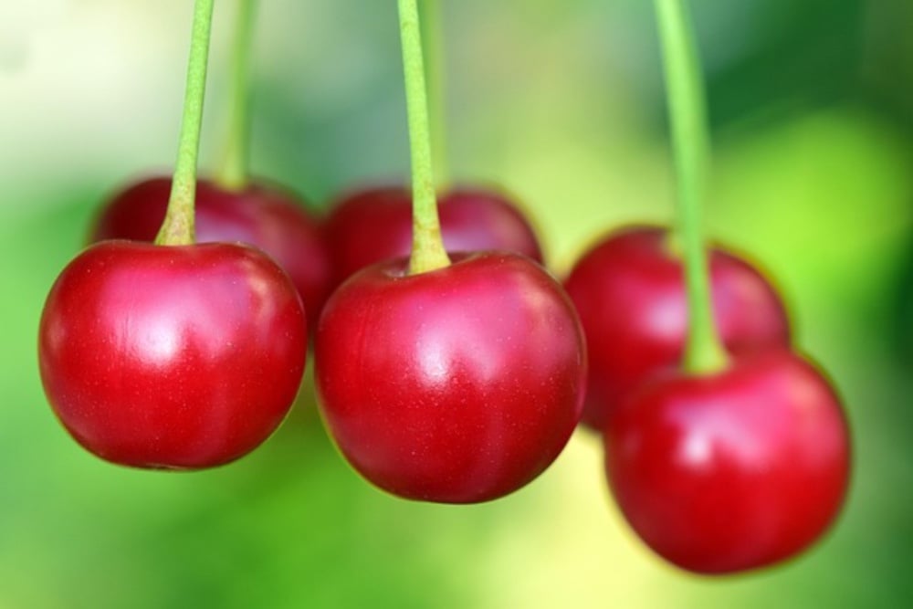 Smoked cherry pu-ehr