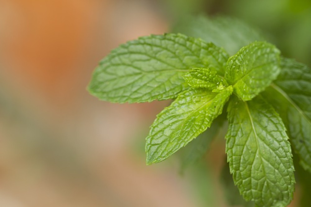 Mint de cassis