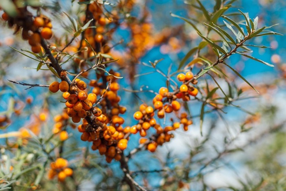Sea buckthorn/Ginger/Chamomile